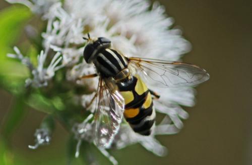 Réf. 265 405 : Helophilus trivittatus